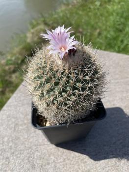 Gymnocactus paileanum L1035